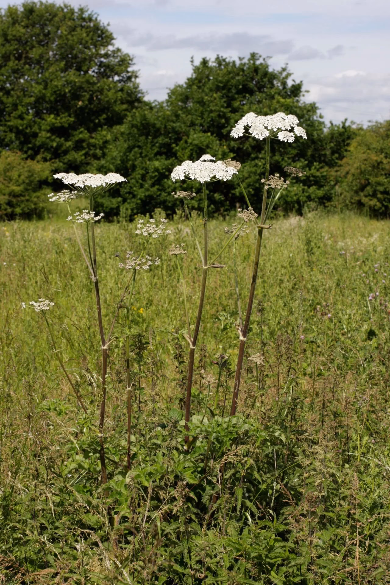 Wat is een gewone berenklauw?