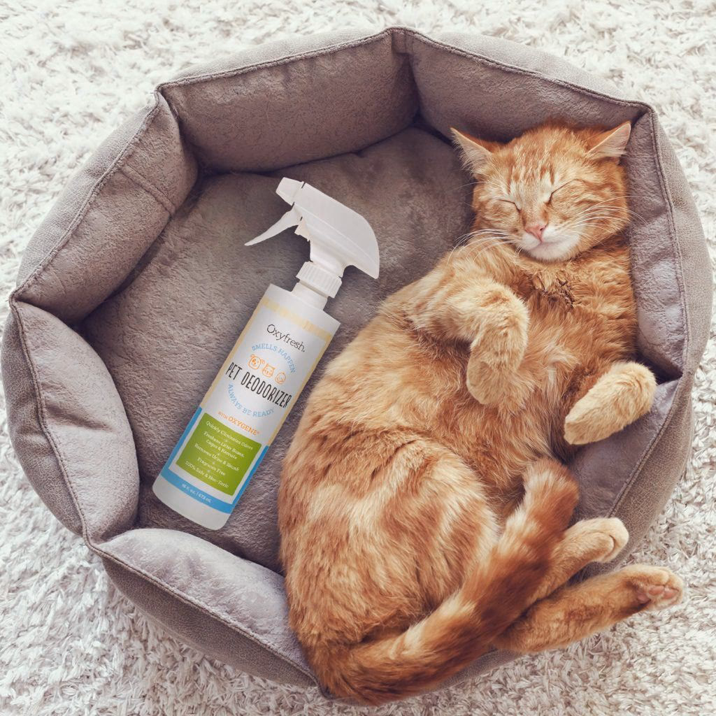 Hoe neutraliseren hondengeur in je auto?