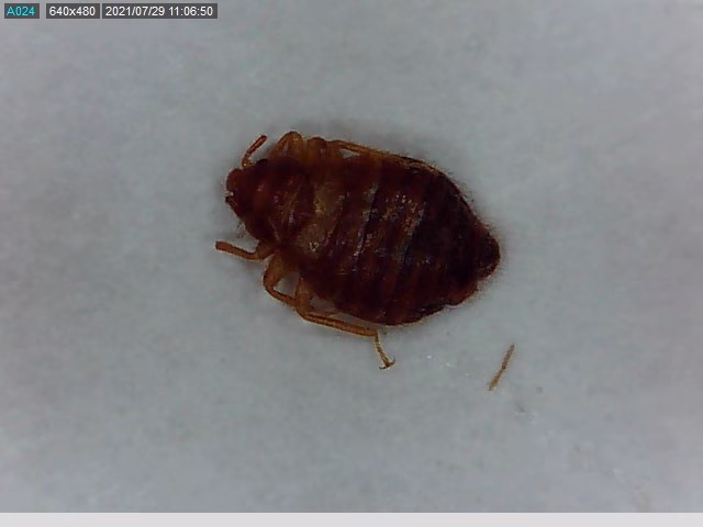 Hoe herken je een insectenbeet?